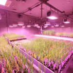 Éclairage led : optimisez votre culture horticole avec efficacité