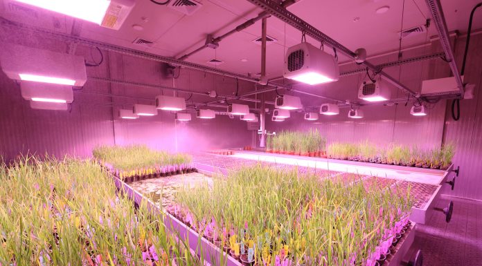 Éclairage led : optimisez votre culture horticole avec efficacité