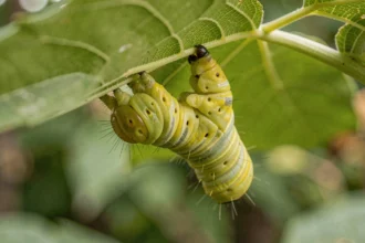 Chenille jaune et verte accrochée sous une feuille de jardin, vue en gros plan macro avec détails des segments et soies