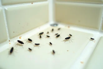 Gros plan sur de petites bêtes noires sautant sur un carrelage de salle de bain, identification des nuisibles domestiques